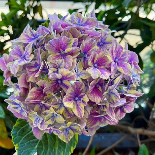 semi di ortensia resistenti, balcone da giardino perenni, esterno 20pcs