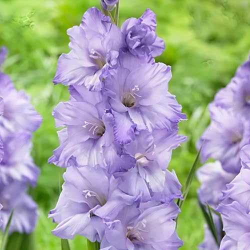 gladioli da ufficio interni gladioli bonsai interni giardino Bulbi perenni e resistenti all'inverno bulbi 2pcs