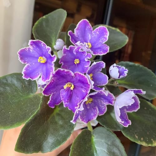 usambaraveilchen 250samen frühlingsblumen Einzigartiges