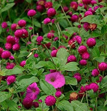 Graines de Fleurs: Vaadaamalli Onam Florale Tapis de Fleurs Graines de Fleurs pour la Saison des pluies Graines de Jardin Plantes à Fleurs [Jardin Graines Eco P