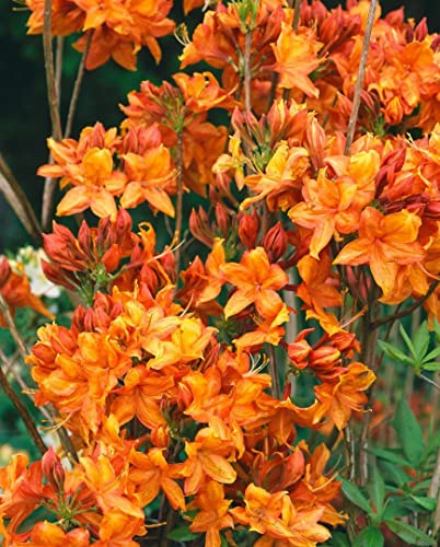 Rhododendron luteum 'Golden Eagle' 30-40 cm – Winterhart, Mehrjährig – Azalee – Zierstrauch für Garten & Beet