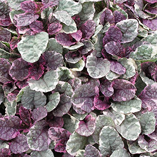 Ajuga Plug Plants. 'Burgundy Glow'. Medium Plug Plant x 4. Shade Loving Evergreen Perennial. Great Ground Cover. Medium Plug Plant x 4. Available from Bedwen Plants