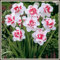 Narciso bulbo,Bolas de floración de primavera,Bulbos de narcisos,Bulbos De Narciso,Narciso Planta,Narcisos flores Naturales Bulbo,plantas de interior y exterior,hierbas Perennes.-4bulbos-D