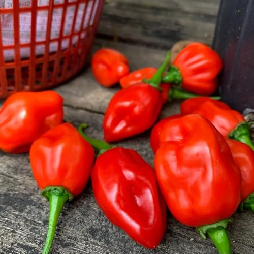 Semillas de habanero orgánicas, semillas de chile, cultivo de raras regalos sostenibles de invierno 10pcs