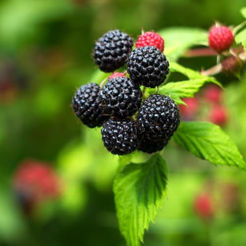 Himbeeren - obstbäume kaufen obstsamen alte sorten seltene balkonpflanzen steingartenpflanzen geschenke für obstgarten exotische säulenobst zwergobstbäume 250Samen
