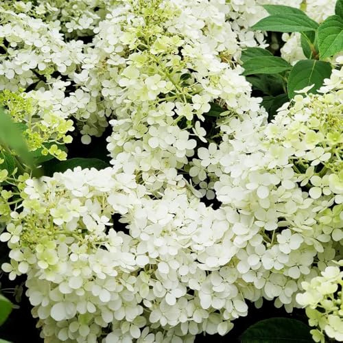 semi di ortensia paniculata - esotiche giardino balcone interno 15pcs