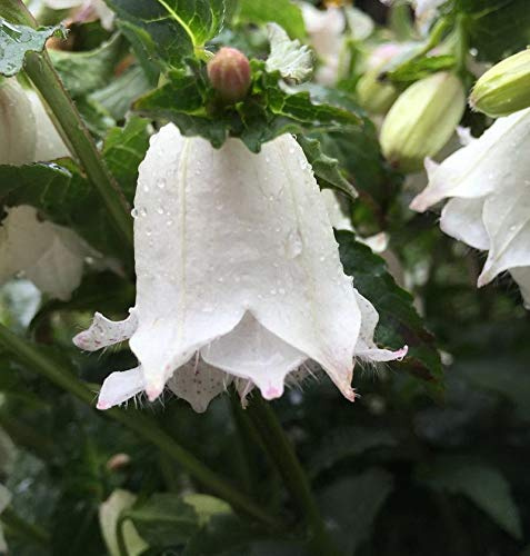 Rundblättrige Glockenblume White Gem - Campanula rotundifolia - lebende Gartenpflanze aus den Baumschulen