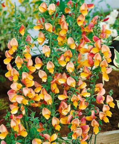 Cytisus scoparius 'Apricot Gem' 40-60 cm – Winterhart, Mehrjährig, Pflegeleicht – Besenginster – Zierstrauch für Beet & Kübel