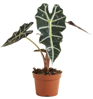 Bloomique - Alocasia Polly - Planta esqueleto - Plantas de interior - Purificadora de aire - 30-40 cm de altura - Maceta de 12 cm