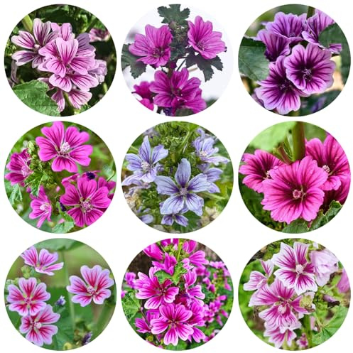 semi di malva, resistente - balcone aiuola rialzata rare 420pcs