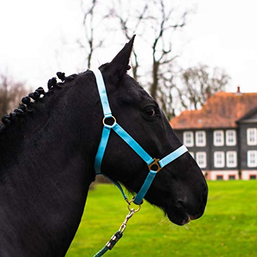 Headcollar for Horse, Warm-Blood, Thoroughbred, Cold Blood - Stable Halter, Pasture Halter, 2 Adjustable Positions on Chin Strap and Headpiece, Safe & Tear-Resistant (Turquoise, Pony)