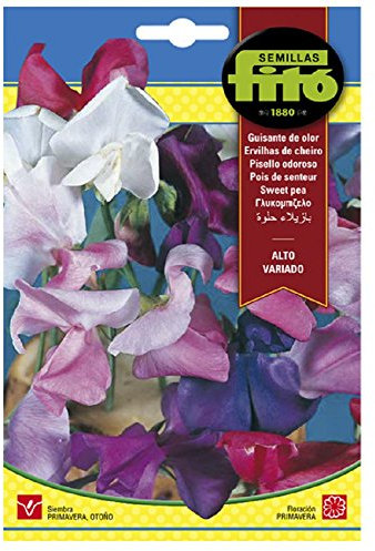 Semillas Fitó 561 - Semillas de Guisante de Olor Alto Variado