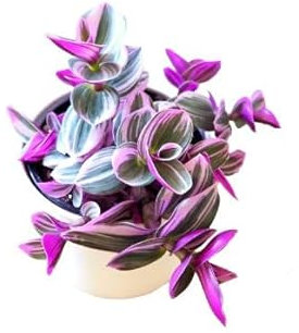 Nanouk Natural Planta Tradescantia de Condiciones Ambientales Fáciles de Proporcionar