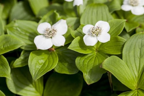 Cornus canadensis 15–20 cm – Winterhart, Mehrjährig, Pflegeleicht – Kanadischer Hartriegel – Bodendecker für Schatten & Garten