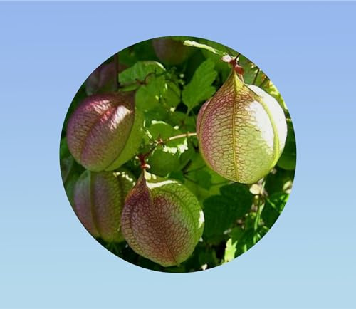 14 Graines de vigne ballon - fleurs forme coeur
