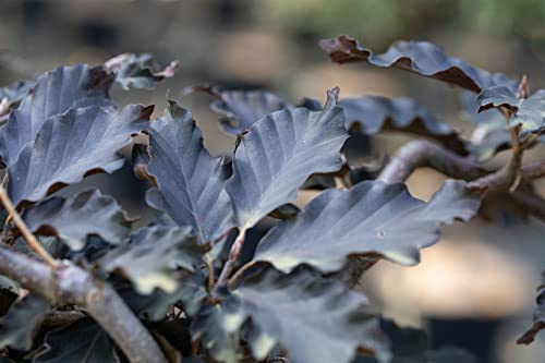Fagus sylvatica 'Rohan Weeping' 80 cm Stammhöhe – Winterhart, Mehrjährig, Pflegeleicht – Hängeblutbuche – Solitärbaum für Garten & Vorgarten