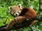 Ravensburger Puzzle 17381 Süßer roter Panda - 500 Teile Puzzle für Erwachsene und Kinder ab 12 Jahren