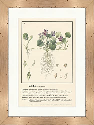 Biller Antik Violetas Viola odorata Violeta Plantas medicinales Hierbas medicinales 181 Enmarcado