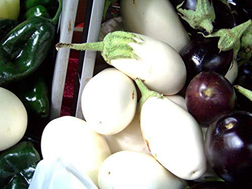 PlenTree Aubergine, Blanc Casper, Rare Heirloom, 10 graines!