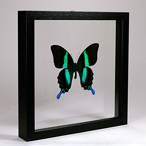 Papilio blumei – Le Paon ou Le machaon Vert - Vrai Papillon de taxidermie monté Entre Verre dans Un Cadre en Verre Double Fait Main en Bois Noir