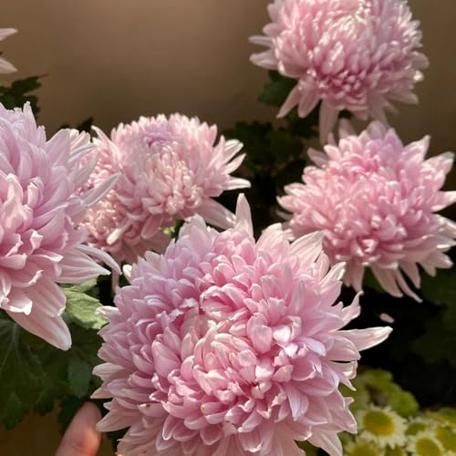 semi di crisantemo resistenti decorazione da giardino per esterni, tappeto to crisantemo resistenti ornamentali decorazione 250pcs