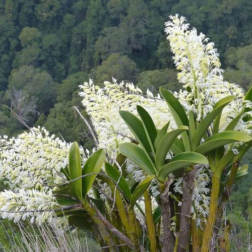 semillas de orquídea dendrobium ornamentales, decoracioneses lugares soleados. Semillas de perennes, balcón resistentes. Seto resistente 70semillas