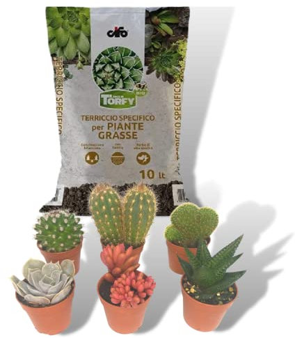 ITALY GREEN LIFE KIT CURA E PIANTE GRASSE - 6 Piante Grasse (Vaso 5.5) Mix Succulenti e Cactacee + Terriccio da 10 Litri | Kit per Cura Piante da Interni, Ufficio, Scrivania