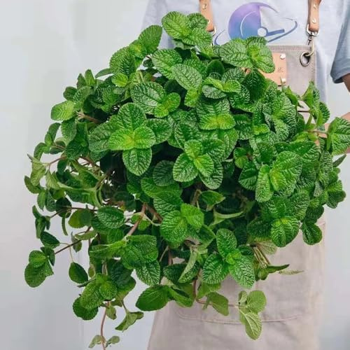 semillas de melisa orgánicas - balcón jardín de melisa de primavera, resistentes en orgánicas, 150pcs