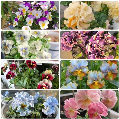 semillas de pensamiento resistentes de primavera, silvestres comprar de pensamiento ornamentales decoración 500pcs
