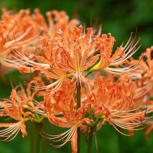 lirio araña, lirio de sangre - Decoraciones de jardín exteriores Lycoris radiata lugares soleados resistentes jardín y balcón temprana 4bulbos