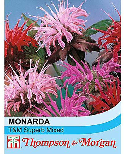 Monarda didyma 'T&M Superb Mixed' Bergamot Hardy Perennial Flowers Grow Your Own 1 x Seed Packet (80 Seeds) Monarda didyma 'T&M Superb Mixed' by Thompson and Morgan