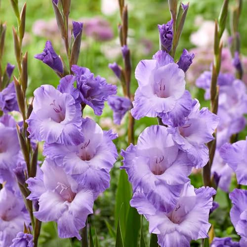 8 x Gladioli Milka – Ruffled Lavender-Blue Flowers – Summer Flowering Bulbs – Adds Height to Borders – Perennials – for Your Beautiful Garden