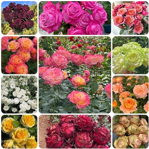 semillas de rosal, regalos sostenibles para mujeres Semillas de rosa chinensis, decoración de sala de estar raras de semillas de para invitados 550pcs