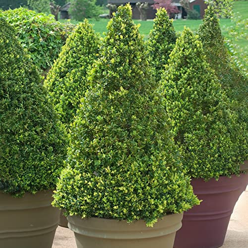 Buxus Sempervirens Plants | Topiary Trees, Hedge Cone Pyramid Shape Boxwood Shrub | Ornamental Evergreen Bush for Patios, Outdoor Garden, Hedging | 50-60cm