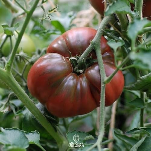 Black Prince Tomate, frische Samen, 10 Stück