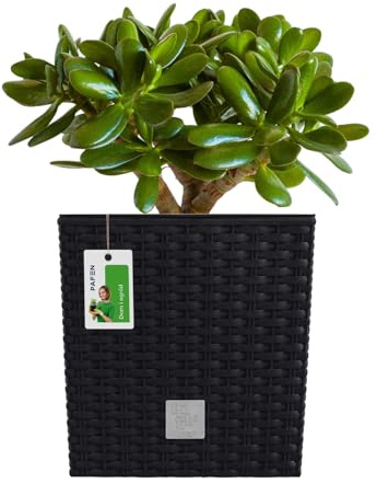 PAFEN Blumentopf RATTO Rattan-Optik Low Kunststoff Topf Blumenkübel inkl. Einsatz Übertopf anthrazit 20x20cm