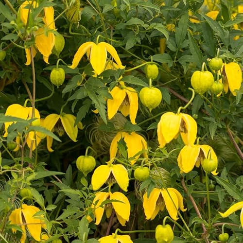 Clematite - Clematis Tibetana Tangutica 70cm - Plante En Pot - Floraison Été - Couleur de la Fleur - Hauteur 3 à 5m