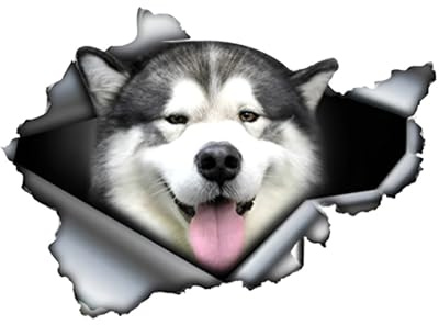 Autocollant pour voiture Malamute d'Alaska Autocollant 15 cm Malamute d'Alaska Autocollant réfléchissant 3D déchiré Autocollant de voiture Alaska Malamute Chien Autocollant de voiture Chien