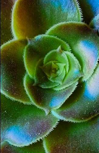 Aeonium Succulent Hardback A5 Lined Glossy Notebook: House Plant Succulent Journal, Gift for Plant Parent, Aeonium Stocking Filler