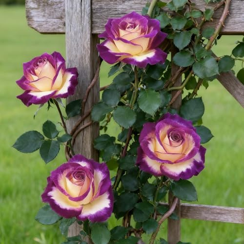 Rizomi di rosa, piantare rose, rose a radice nuda, ideali per la decorazione, ideali per da giardino, Crescita rapida-1 Rizoma-G