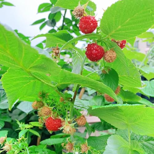 himbeeren balkon - pflanzensamen himbeerpflanzen balkonpflanzen winterhart bio säulenobst dachbegrünung obstpflanzen garten steingartenpflanzen 120samen