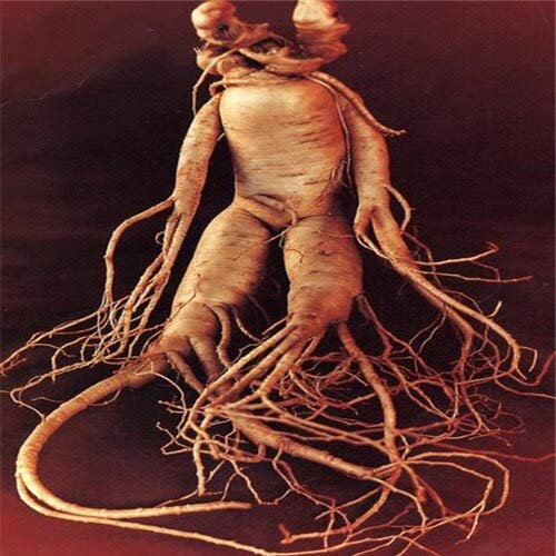 Giardino 100 Stück Frutta semi di erbe al ginseng Americano Bianco semi di ginseng Americano piante bonsai semi per la casa e amp;