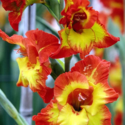 Gladiolo que no requieren pregerminación, Gladiolo Rizoma, Perfectas para Jardines, Tolera el frío.Hojas altas y grandes. -8 Gladiolus-C