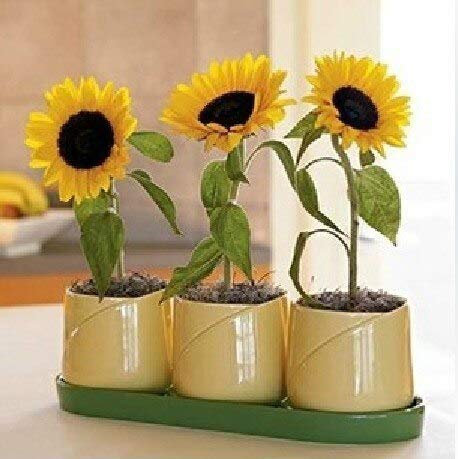 Gelb: 100 Skyscraper Sunflower Helianthus Annuus Semi di fiori