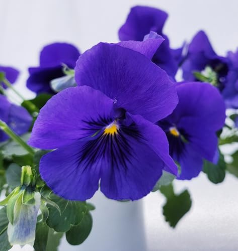 POWERS TO FLOWERS - VIOLE DEL PENSIERO, VIOLA A FIORE PENDULO BLU, SET 6 PIANTE VASO 12CM DIAMETRO, piante vere