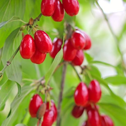 Semillas de cerezo cornalina, silvestres Cornus officinalis, balcon enanos resistentes, columnar 150pcs
