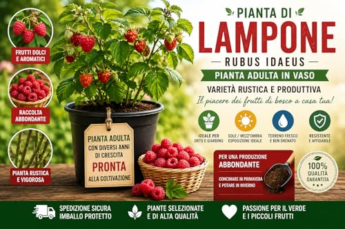 Pianta di Lampone (Rubus idaeus) | Pianta Adulta in Vaso | Varietà Rustica e Produttiva | Ideale per Orto, Giardino e Balcone