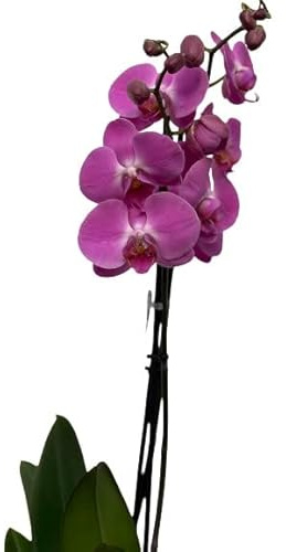 Cool Green - Planta natural - Orquidea Natural 2 tallos Rosa - Apta para Mascotas