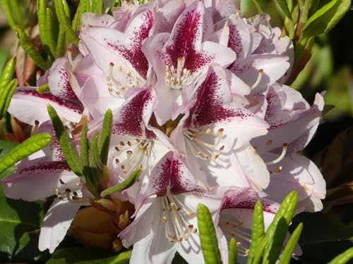 Großblumige Alpenrose Kalamaika - Rhododendron hybride Kalamaika - 30-40cm