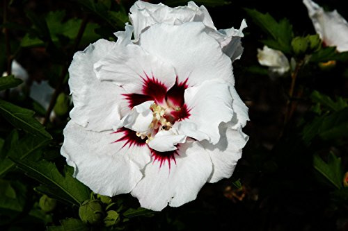 Hibiskus weiße Blüte Garteneibisch Speciosus Hibiscus Speciosus Containerware 40-60 cm